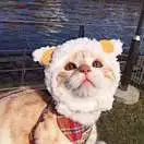 章均涛