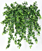 仿真爬山虎装饰藤条假树叶藤蔓植物塑料绿叶子水管道花藤绿植壁挂-淘宝网