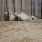 摩托车一定要及时养护！！不然的话容易长猫！！！ ​​​​