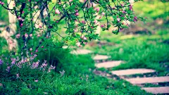 花下小径。