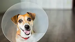 点击来源直接获取大图文件 |小型杰克罗素梗犬戴着兽医伊丽莎白项圈