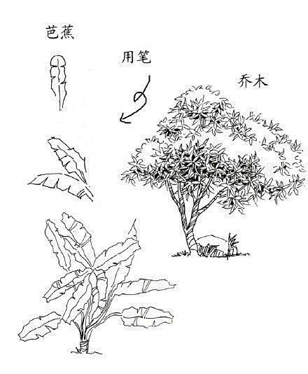 植物练习，发布微博时带上#每日手绘练习#...