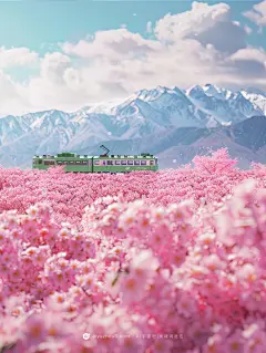 Midjourney关键词提示词咒语春季春天桃花树林旅行列车踏青出游海报高清背景02-【Ai宇宙吧】