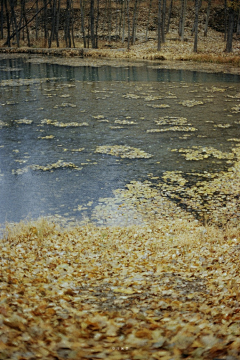 马楼村花采集到兽王