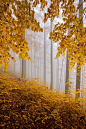 Photograph Autumn forest 