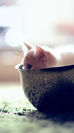 猫咪 喵星人 萌宠 可爱 动物 壁纸 卖萌