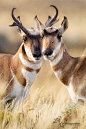 Mr and Mrs Prong Horn Sheep by Betty Wiley on Flickr [Jackson, Wyoming] by Possum Trot