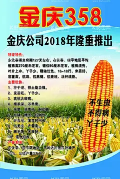 玉米大画  - 源文件下载【酷图网】玉米大画,金庆358,玉米,玉米地,玉米介绍,海报,
