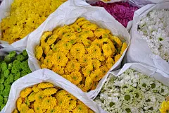 黄白菊花