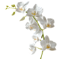 花瓣素材_植物通用实景白色兰花花朵元素素材_193429017