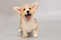 NanaKrish采集到Corgy