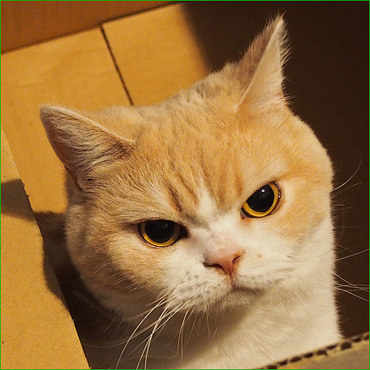 怒目而视就问你怕不怕