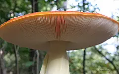 蘑菇微软官方主题壁纸桌面壁纸2