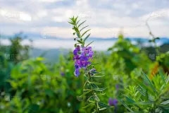 不要让我在花园里开花