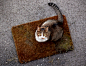 cat on a carpet by claustef