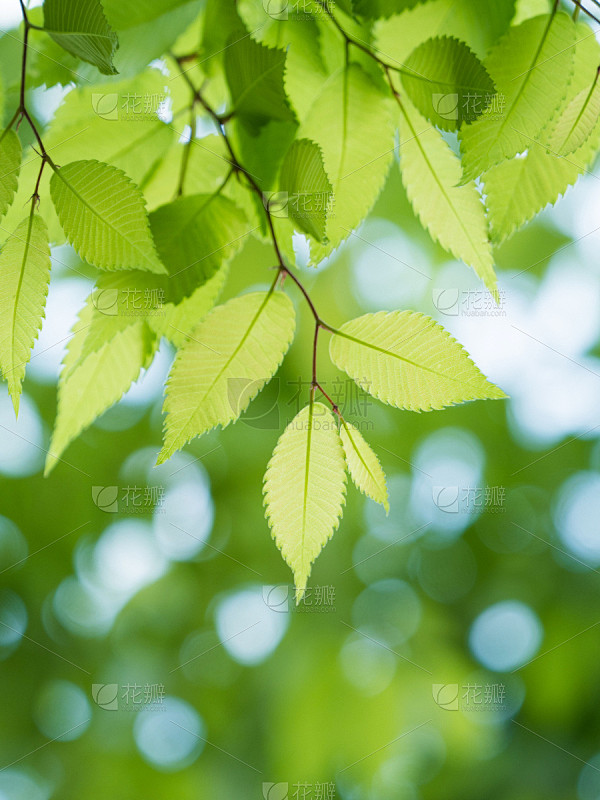绿色,清新,叶子,黄绿色,日本榉树,自然,垂直画幅,留白,枝繁叶茂,无人