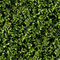 Grass Textures 002 | Grass textures, Plant texture, Grass texture seamless