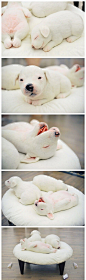 以假乱真的萌，日本艺术家Minami Kawasaki制作的呆萌小小狗！