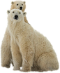 Polar white bear PNG