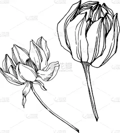 莲花,植物学,黑色,仅一朵花,荷花,壁纸,植物群,春天,花