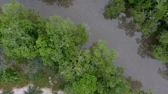 鸟瞰美丽的沼泽地，有各种各样的树叶，湖泊和红树林