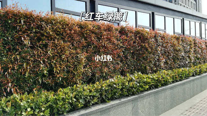 12种常绿高绿篱品种-花瓣网