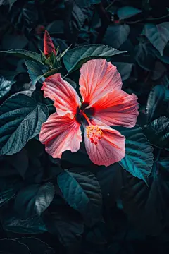 木槿花花蕊植物摄影图
