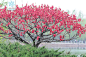 碧桃 Prunus persica L. 'Duplex' 中国植物图像库