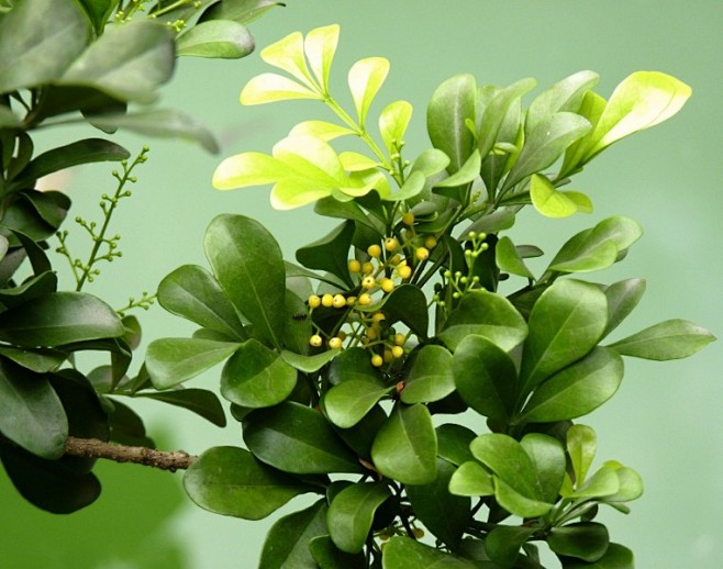 米仔兰植物图片