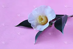 山茶花
