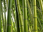 bamboo竹子 (12)