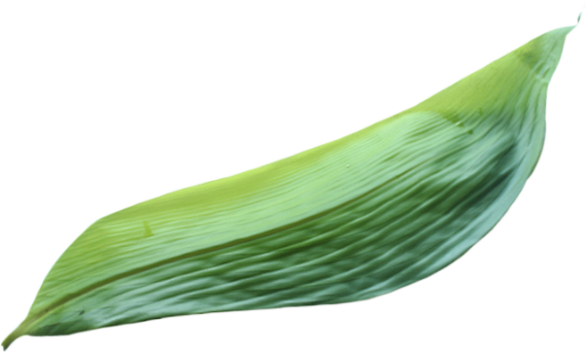 绿色粽叶植物元素