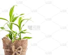 白色背景上的丝带植物