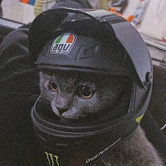 封棽采集到猫