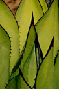 Agave shawii ssp. goldmaniana, Miller's Landing, Baja California, Mexico by Michael Buckner: 