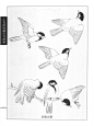 工笔画鸟线描图——白脸山雀