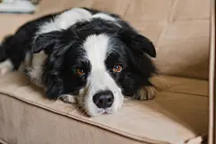 点击来源直接获取大图文件 |可爱的边境牧羊犬幼犬在家中沙发上躺着做鬼脸。宠物狗在舒适的沙发上休息准备睡觉。有趣的有情感的宠物狗 对宠物的爱 友谊 宠物陪伴 宠物护理
