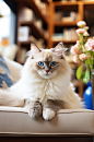 AI数字艺术可爱布偶猫图片-众图网