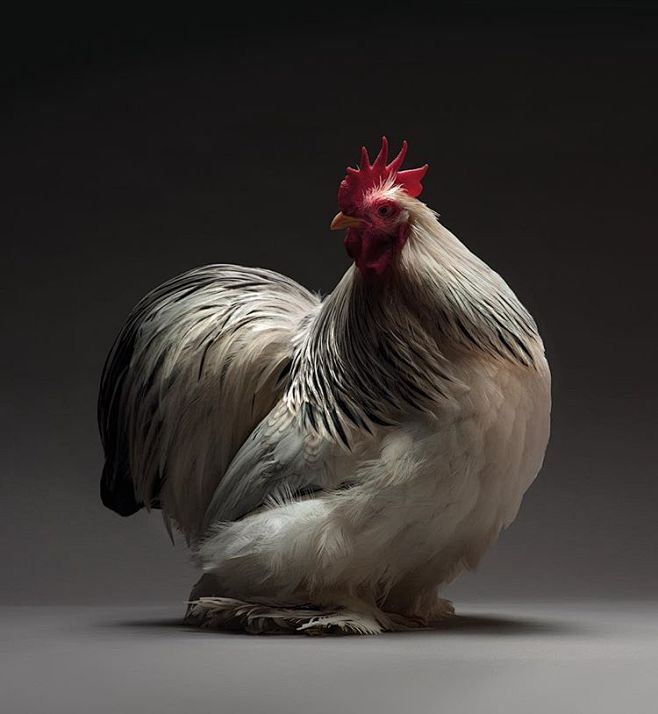 摄影作品鸡艺术作品国外人面鸡好的摄影作品鸡的品种大全图片摄影作品