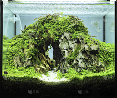 opasllsx采集到植物