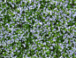Textures   -   NATURE ELEMENTS   -   VEGETATION   -  Flowery fields - Meadow of veronica chamaedrys texture seamless 20584
