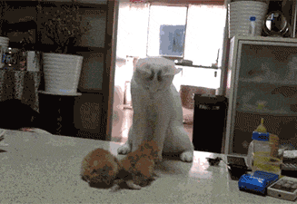 猫妈妈教小奶猫打架。超级可爱！