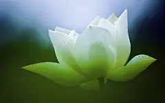 映日荷花别样红  高清壁纸 1440x900