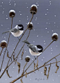 "Winter Pair - Black Capped Chickadees" by Larry Zach