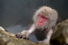 温泉 yudanaka 猴子 雪猴 动物摄影图片图片壁纸