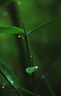 私は常に最高采集到植物