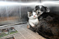 治愈系图片：小猫和小狗的有爱故事 (2)