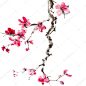 中国绘画的花朵，梅花盛开，在白色背景上