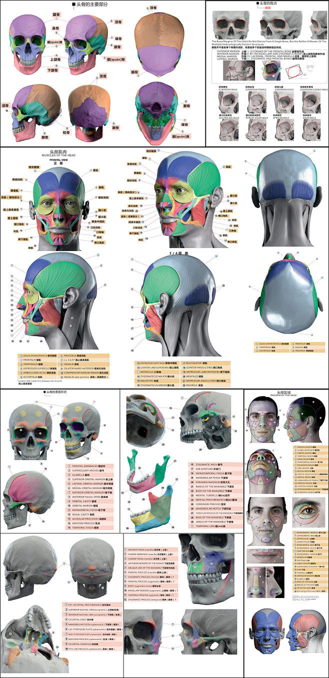 头部肌肉骨点名称