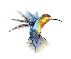 蜂鸟动物png免抠图片素材